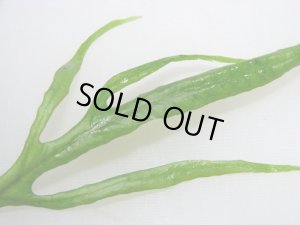 画像2: ミクロソリウムｓｐ．カプアスナロー