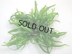 画像3: ミクロソリウムｓｐ．カプアスナロー