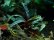 画像3: Buce sp．Catrinae velvet (3)