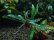画像4: Buce sp．Catrinae velvet (4)