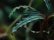 画像5: Buce sp．Catrinae velvet (5)