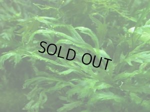 画像1: ボルビティス・ヒュデロッティ