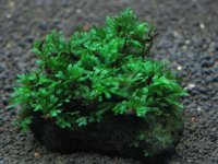 Crepidomanes ｓｐ．Calicut 