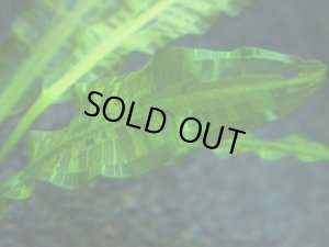 画像1: アポノゲトン・スタキオスポール