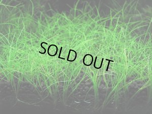 画像1: ショートヘアーグラス・ベレン産