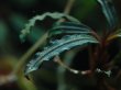 画像5: Buce sp．Catrinae velvet