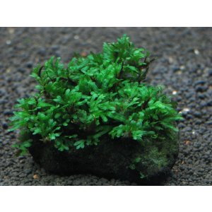 画像: Crepidomanes ｓｐ．Calicut 