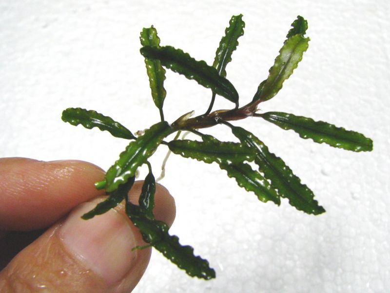 画像: Bucephalandra sp. "Sintang Kayu lapis"type2　細葉