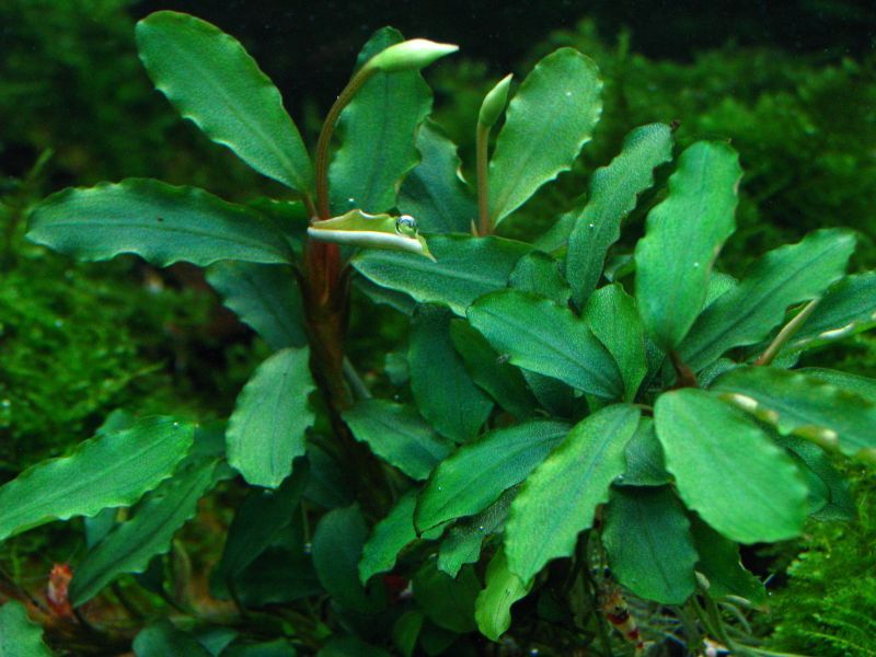 Bucephalandra sp. “Sintang Kayu lapis”type2 全銀 - グラスゲート